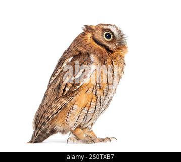 Vue de côté d'un hibou tropical, Megascops choliba, regardant isolé sur blanc Banque D'Images