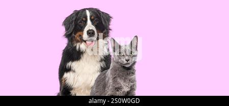 Photo de tête de chien de montagne bernois heureux et chat gris ensemble, regardant la caméra isolée sur fond rose Banque D'Images