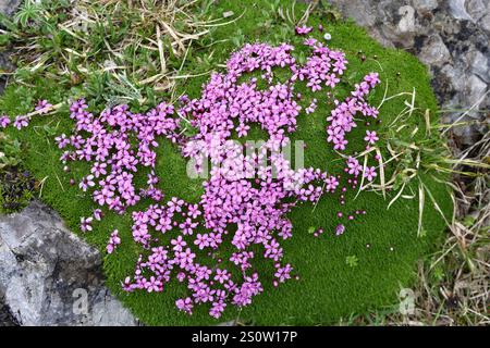 Moss Campion dans le parc national des Picos de Europa, Espagne Banque D'Images