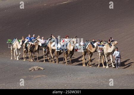 Yaiza, Espagne - 1er novembre 2024 : les visiteurs du parc national de Timanfaya font un tour sur le dos de dromadaires à travers un chemin qui longe le Banque D'Images