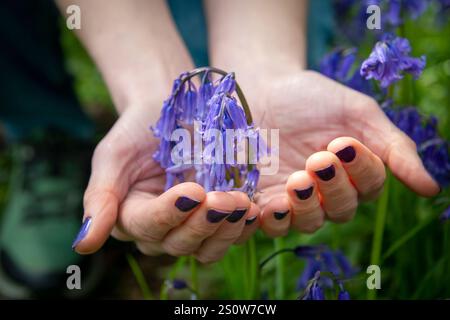 Femme tenant des fleurs sauvages de bluebell dans ses mains Banque D'Images