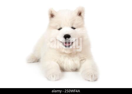 Chien chiot Samoyed âgé de sept mois couché devant un fond blanc et regardant vers l'avant Banque D'Images