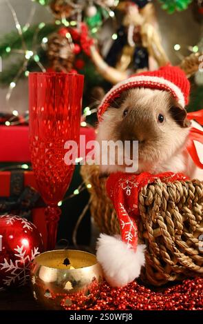Cobaye drôle en costume de Père Noël assis sous le sapin de Noël Banque D'Images