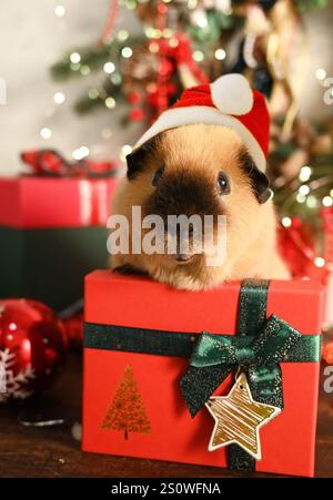Cobaye drôle en costume de Père Noël avec un cadeau assis sous le sapin de Noël Banque D'Images