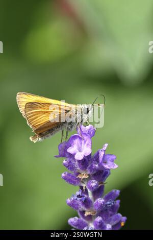 Grand skipper (Ochlodes venatus), ramassant le nectar d'une fleur de lavande commune (Lavandula angustifolia), gros plan, macro photographie, Wilnsdorf, Banque D'Images