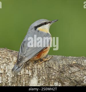 Narguilé (Sitta europaea) assis sur un tronc de bouleau tombé, animaux, oiseaux, Siegerland, Rhénanie-du-Nord-Westphalie, Allemagne, Europe Banque D'Images