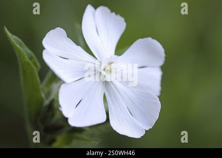 campion à feuilles larges, Silene latifolia, Campion blanc, fleur Banque D'Images