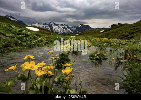 Petit ruisseau avec des soucis (Caltha) et des nuages dramatiques, Lech, Lechquellengebirge, Vorarlberg, Autriche, Europe Banque D'Images