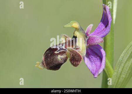 Snipe Orchid, Ophrys scolopax Banque D'Images