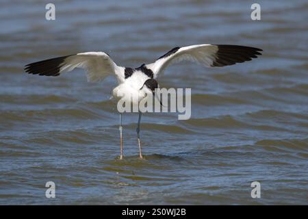 Avocet, Recurvirostra avosetta, atterrissage Banque D'Images