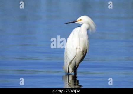 Grande aigrette blanche, Egretta thula, Chili, Amérique du Sud Banque D'Images