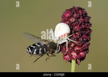 Araignée crabe en verge d'or, Misumena vatia, avec proie Banque D'Images