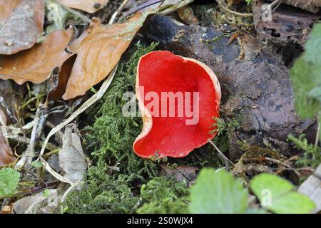 Elf écarlate Sarcoscypha coccinea, coupe Banque D'Images