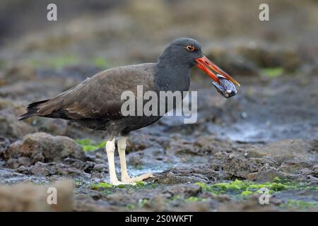 Sooty Oystercatcher, Haematopus fuliginosus, Chili, Amérique du Sud Banque D'Images