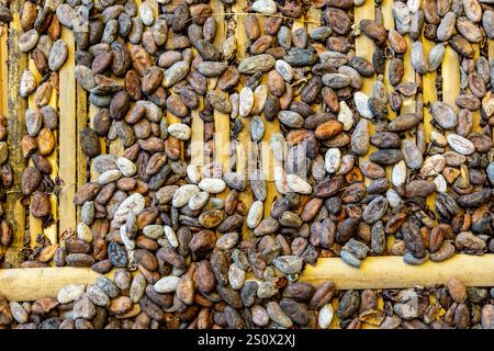 Fèves de cacao étalées sur des tapis de séchage dans le cadre du processus de production de chocolat (chocolaterie E. Wedel, Varsovie, Pologne) Banque D'Images