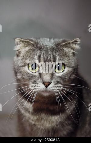 Le visage d'un chat British Fold est montré en gros plan, en se concentrant sur ses beaux yeux verts. Les oreilles pliées et la fourrure douce rehaussent son charme. L'inten Banque D'Images