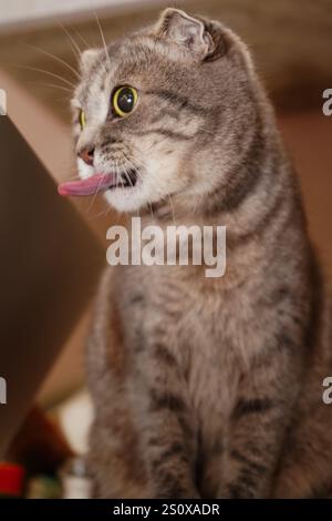 Sa fourrure semble douce et moelleuse. Un gros plan du visage d un chat Scottish Fold révèle ses adorables oreilles pliées. Le chat s yeux grands, expressifs et ronds Banque D'Images