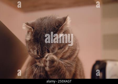 Gros plan du visage d'un chat Scottish Fold, le montrant se lavant avec sa patte. Le regard du chat est doux, et son pelage lisse lui donne un calme et Banque D'Images