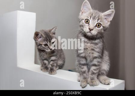 Deux chatons Scottish Straight étaient assis curieusement sur un rebord blanc, leurs yeux ambrés scintillant d'émerveillement. Leur fourrure grise douce ajoutait une touche d'élégance à Banque D'Images