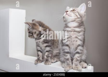 Leur fourrure grise douce ajoutait une touche d'élégance à leur comportement ludique. Deux chatons Scottish Straight étaient assis curieusement sur un rebord blanc, leur ambre Banque D'Images