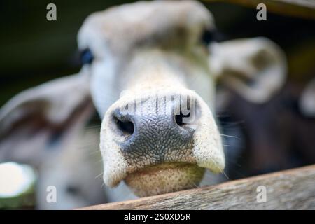 Rifaina, Brésil. 29 décembre 2024. Troupeau de bovins sur une petite ferme dans la zone rurale de ? Rifaina, Sao Paulo, Brésil, le 29 décembre 2024. (Photo par Igor do Vale/Sipa USA) crédit : Sipa USA/Alamy Live News Banque D'Images