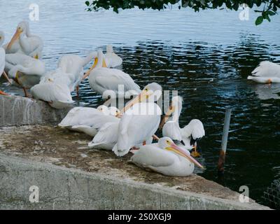 Plusieurs pélicans blancs américains près de la côte. Énorme oiseau d'eau avec de larges ailes un long cou, et un bec jaune orange massif. Assis sur une rampe en béton. Banque D'Images