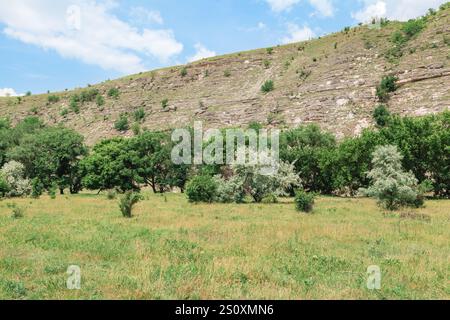 Paysage pittoresque avec des champs herbeux avec des buissons éparpillés et des arbres au premier plan. Derrière le champ il y a des arbres verts denses en arrière-plan, un rocher Banque D'Images