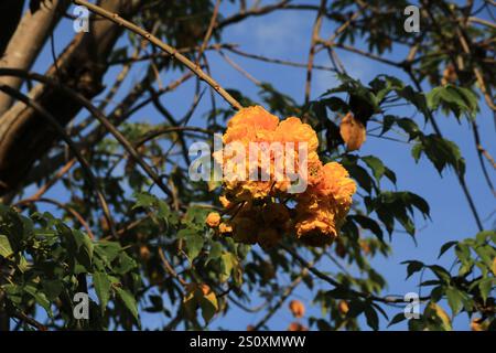 Détail d'un arbre de coton jaune, Thaïlande. Banque D'Images