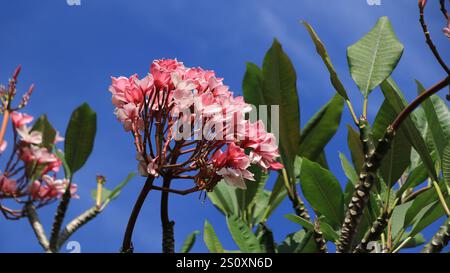 Belles fleurs de plumeria rubre, photographiées à Koh Chang, Thaïlande. Banque D'Images