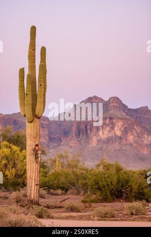 Un grand cactus se dresse dans un paysage désertique avec des montagnes en arrière-plan. La scène est sereine et paisible, avec le cactus étant le seul t vivant Banque D'Images