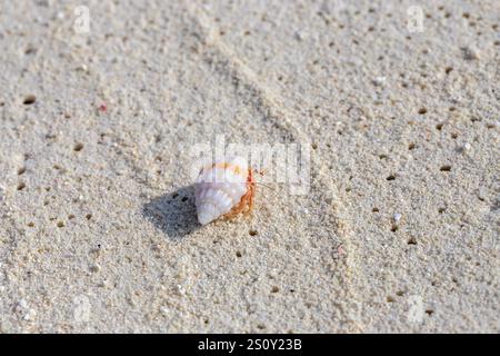 Un minuscule crabe ermite à la coquille blanche rampant sur du sable doux et texturé sur une plage immaculée des Maldives. Baignée de soleil, cette scène sereine capture Banque D'Images