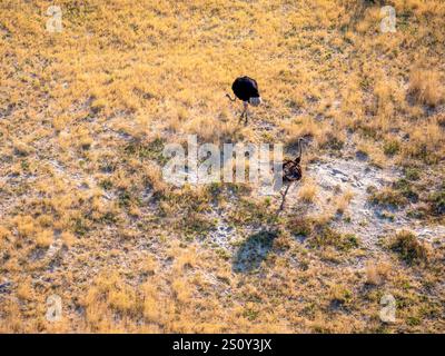 Deux autruches au nid d'oeufs d'autruche avec trois oeufs dans le delta de l'Okovango. La photo a été prise depuis un hélicoptère. Banque D'Images