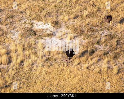 Deux autruches au nid d'oeufs d'autruche avec trois oeufs dans le delta de l'Okovango. La photo a été prise depuis un hélicoptère. Banque D'Images