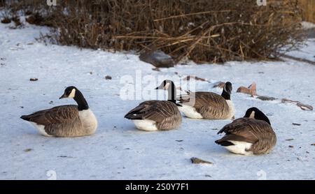 Bernaches du Canada se reposant en hiver Banque D'Images