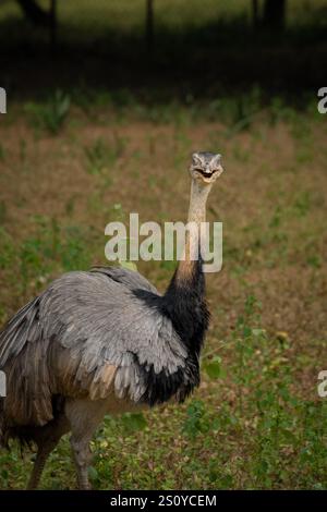 Une image d'Emu un oiseau majestueux sans vol dans son habitat naturel de prairie Banque D'Images