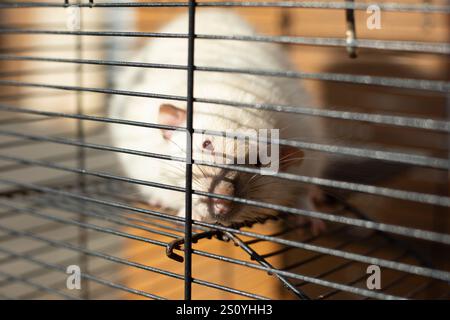 Rat dans une cage. Souris derrière les barreaux. Cage pour animaux domestiques. Banque D'Images