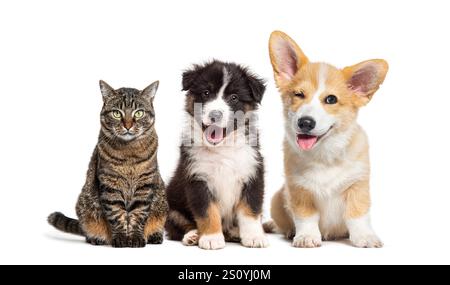 Chat et chiens assis ensemble et regardant heureux sur un fond blanc Banque D'Images