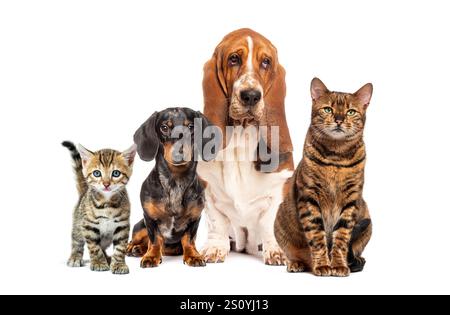 chats et chiens, assis ensemble isolé sur blanc Banque D'Images