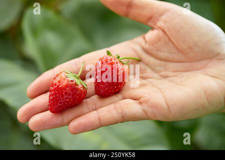 main coupée de femme tenant des fraises mûres Banque D'Images