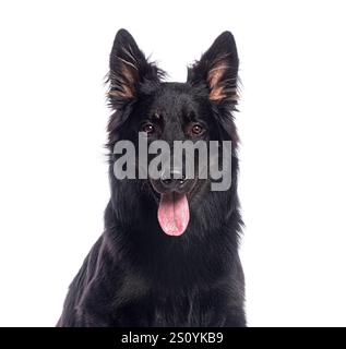 Portrait d'un beau chien berger allemand noir haletant sur fond blanc Banque D'Images