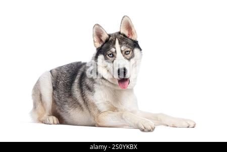Photo en studio du magnifique chien Husky sibérien allongé, haletant et regardant la caméra Banque D'Images