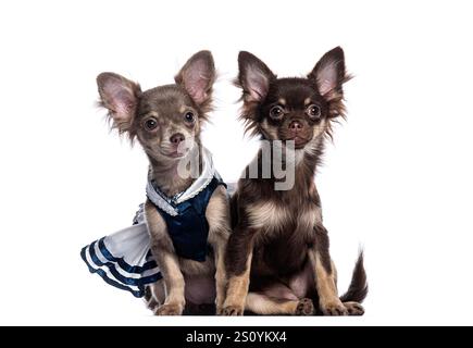 Deux adorables chihuahua chiots assis côte à côte sur un fond blanc, l'un vêtu d'une élégante tenue bleue Banque D'Images