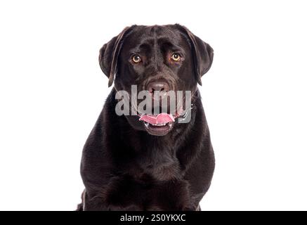 Photo studio de magnifique labrador en chocolat adulte haletant sur fond blanc Banque D'Images