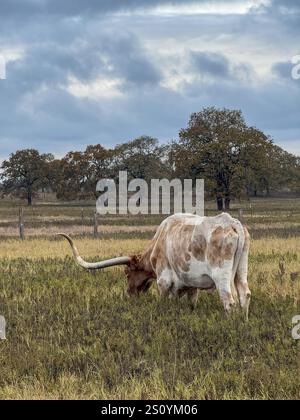 Longhorn seul pâturant dans une campagne texane pittoresque Banque D'Images