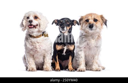 Trois races différentes de chiens assis et posant ensemble sur un fond blanc Banque D'Images