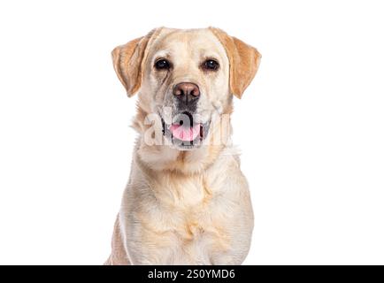 Happy Panting labrador retriever regardant la caméra isolée sur fond blanc Banque D'Images