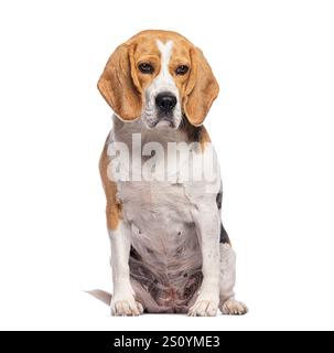 Beagle assis et regardant directement la caméra sur fond blanc Banque D'Images