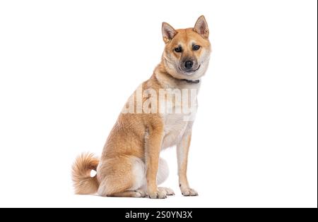 Chien Shiba inu assis et portant un collier noir sur fond blanc Banque D'Images