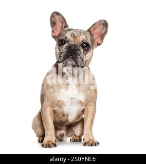 Merle bouledogue français assis et regardant attentif, isolé sur fond blanc Banque D'Images