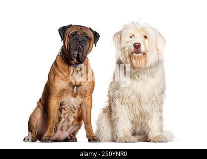 Plan studio de deux chiens assis et posant, un bullmastiff et un berger pyrénéen, isolés sur blanc Banque D'Images